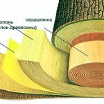 Как выбрать сруб и определить качество бревен для деревянного дома?